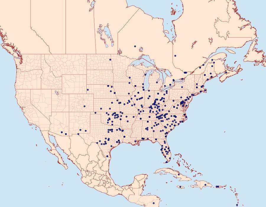 Distribution Data for Hymenia perspectalis