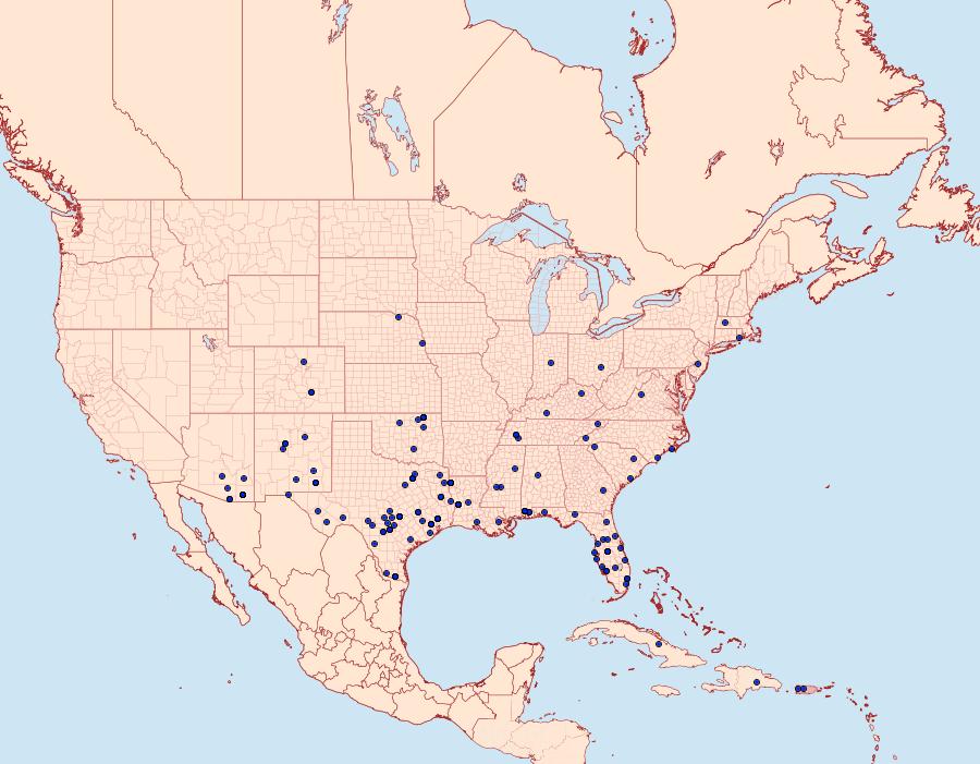 Distribution Data for Palpita quadristigmalis