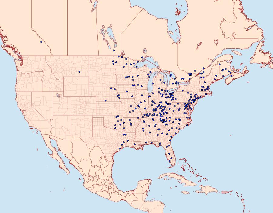 Distribution Data for Palpita magniferalis