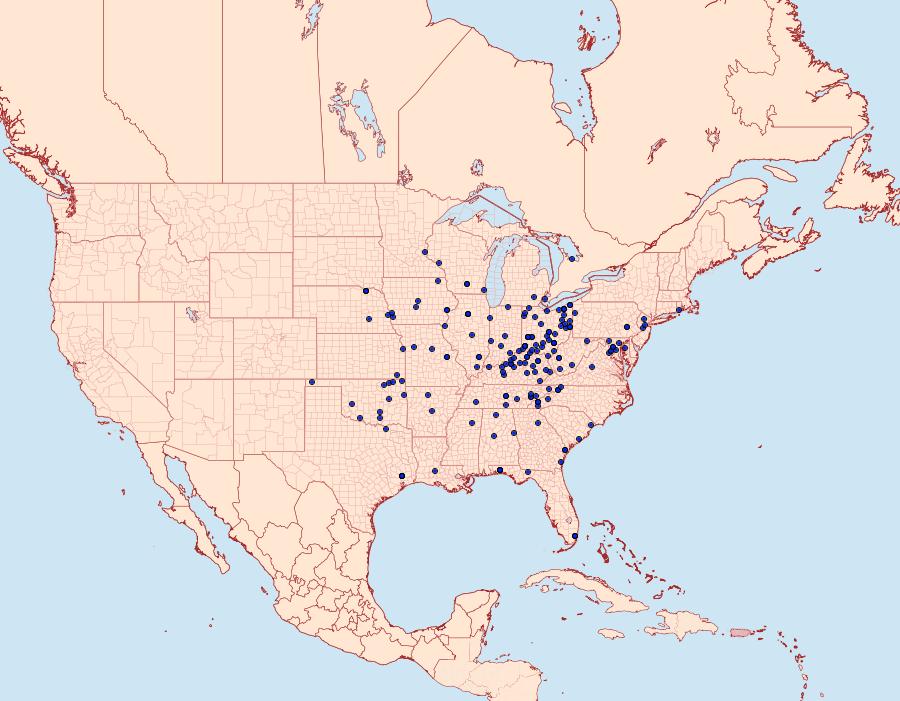 Distribution Data for Polygrammodes flavidalis