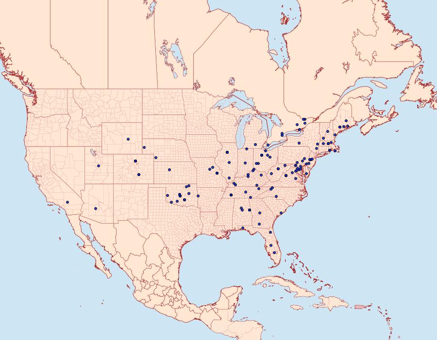 Distribution Data for Diastictis ventralis