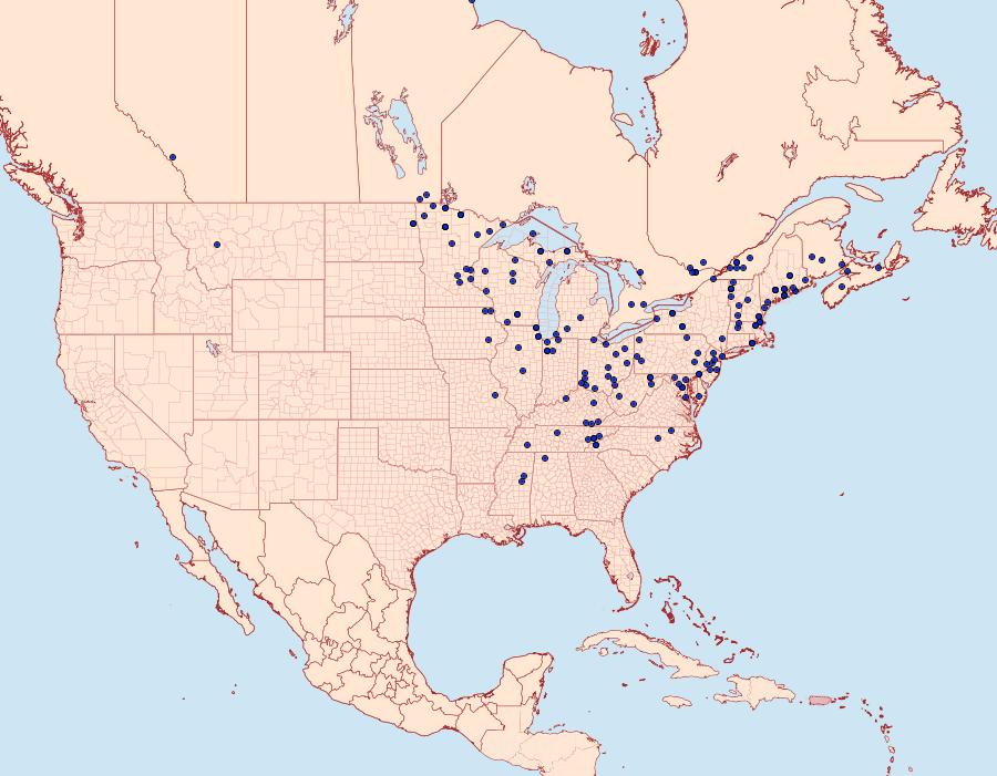 Distribution Data for Crambus albellus