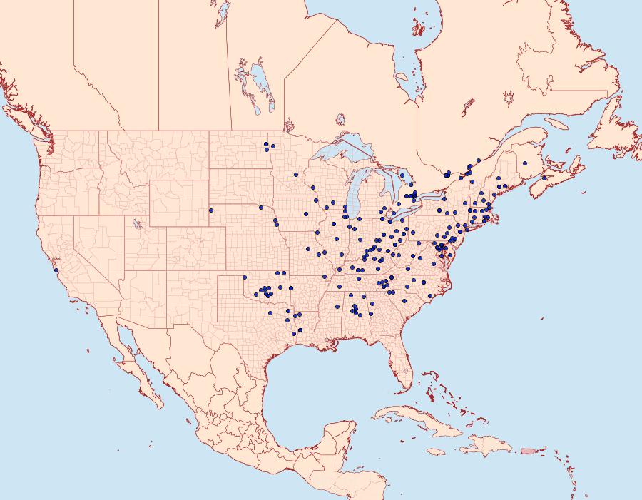 Distribution Data for Crambus laqueatellus