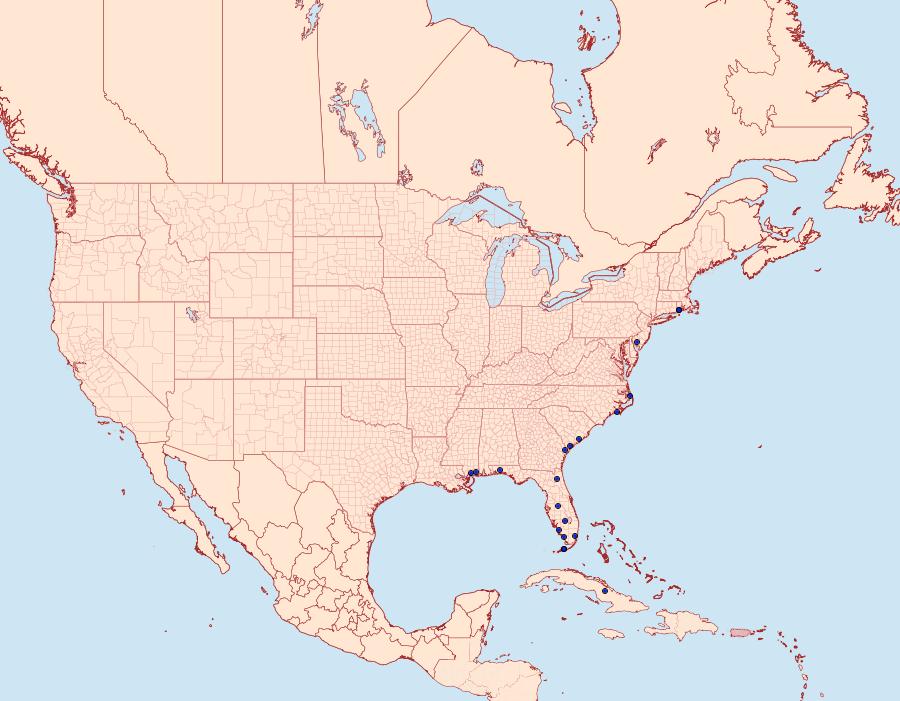 Distribution Data for Thaumatopsis floridella