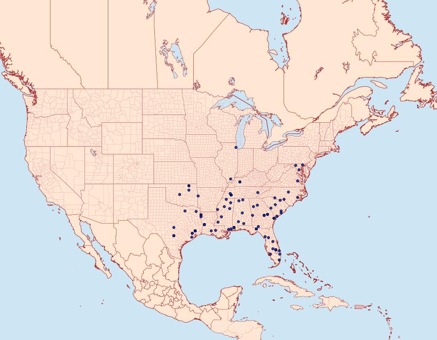 Distribution Data for Argyria gonogramma