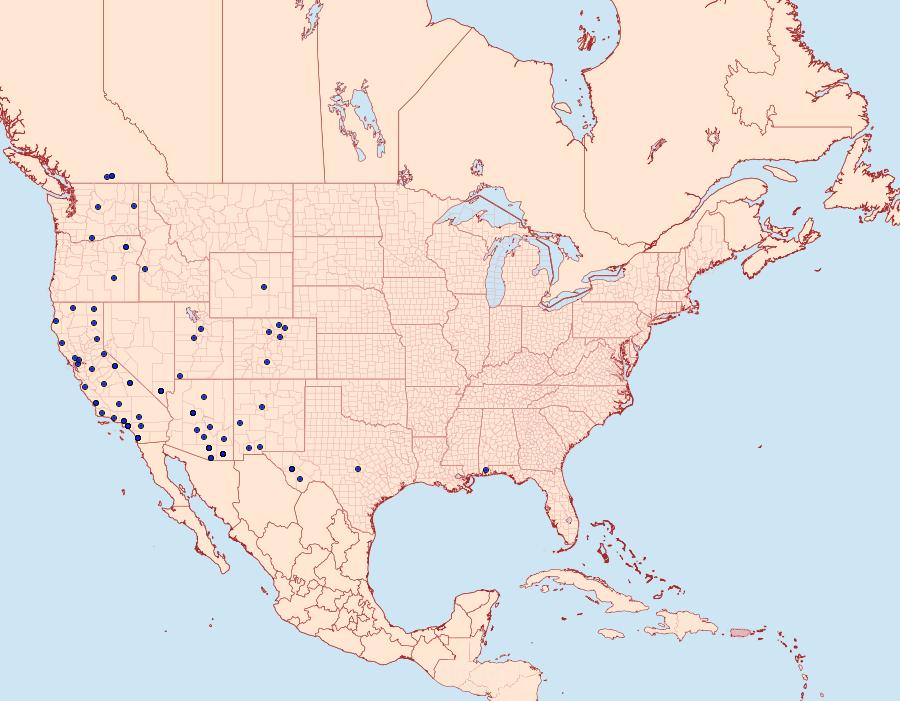 Distribution Data for Toripalpus trabalis