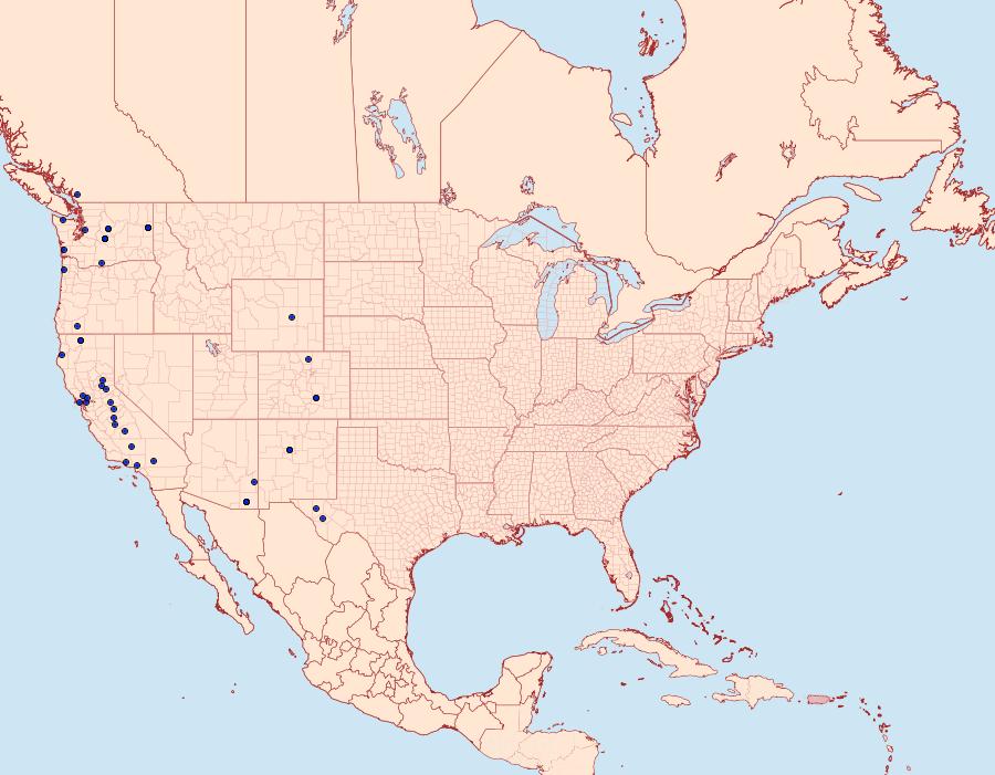 Distribution Data for Dasypyga alternosquamella