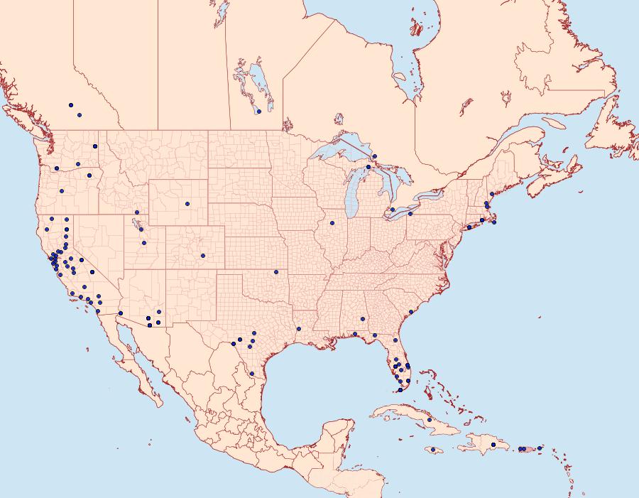 Distribution Data for Etiella zinckenella