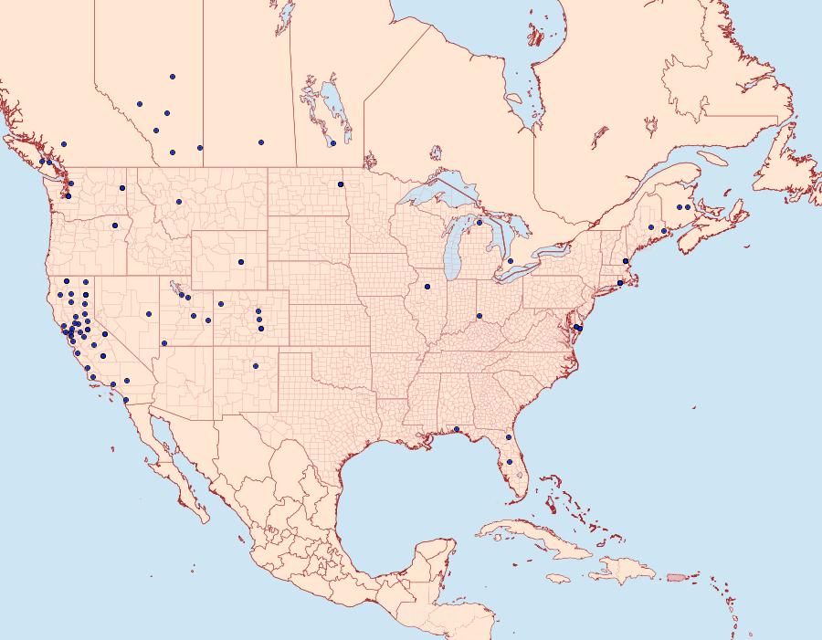 Distribution Data for Ancylosis undulatella