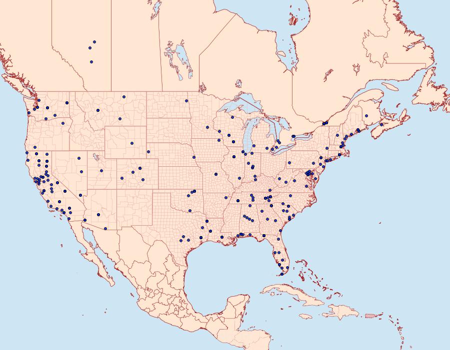 Distribution Data for Phycitodes mucidella