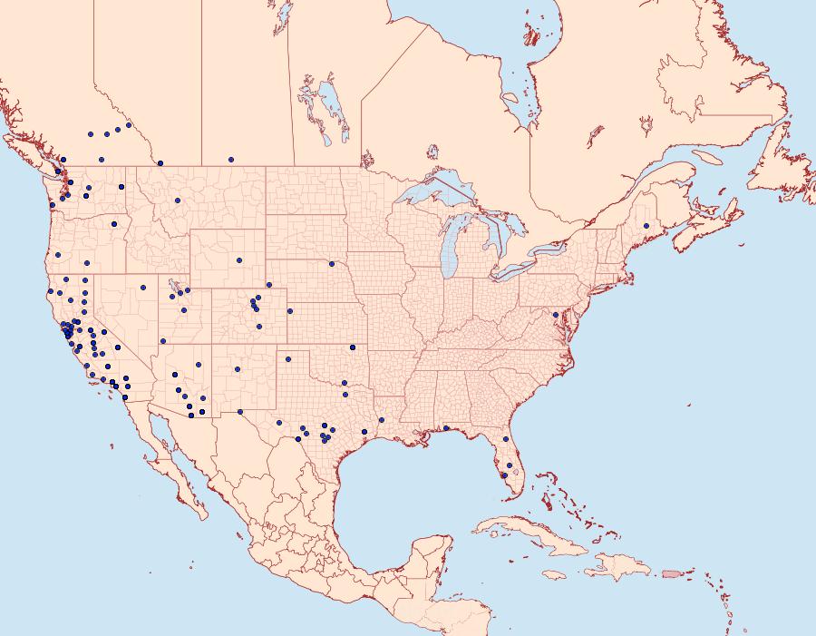 Distribution Data for Ephestiodes gilvescentella