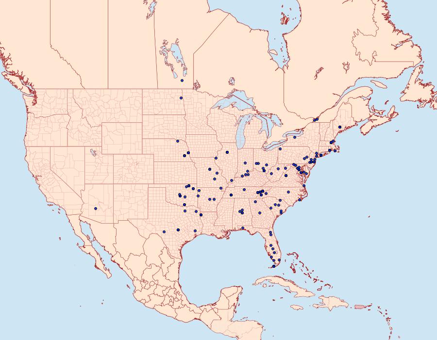 Distribution Data for Ephestiodes infimella