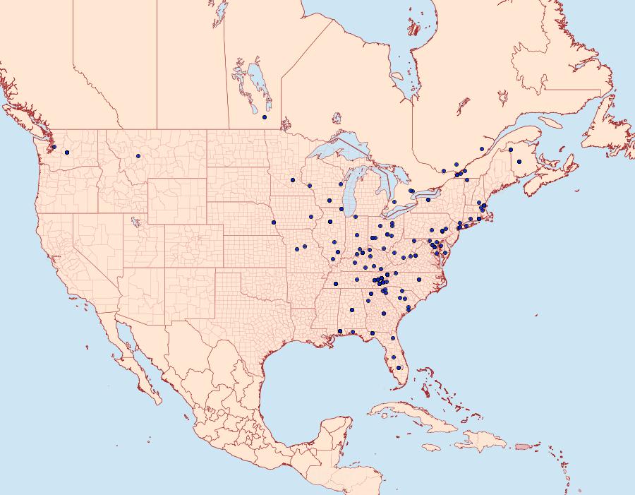 Distribution Data for Vitula edmandsii