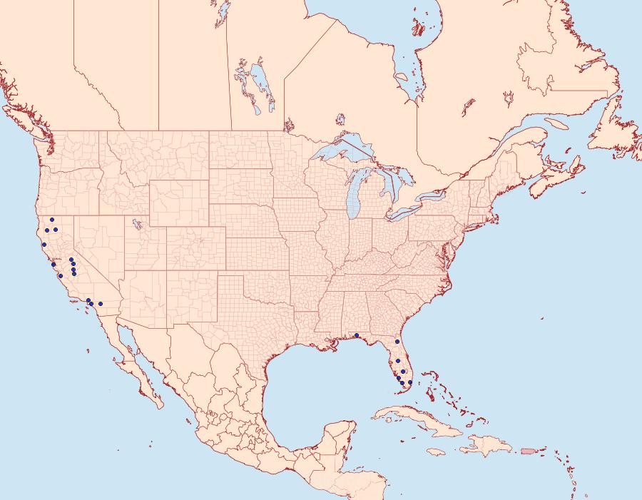 Distribution Data for Trichoptilus pygmaeus