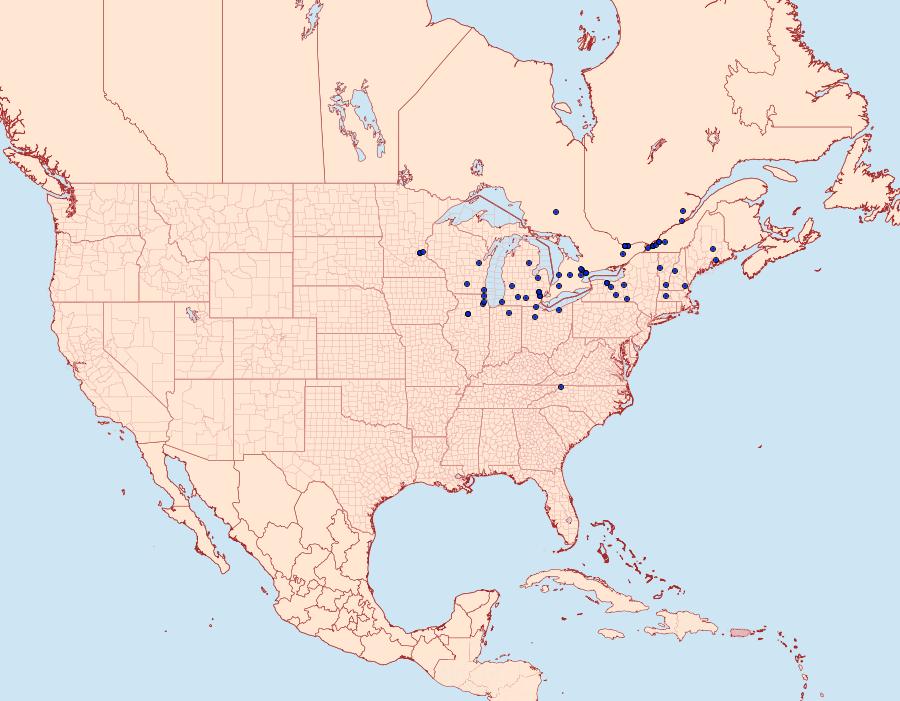 Distribution Data for Cnaemidophorus rhododactyla