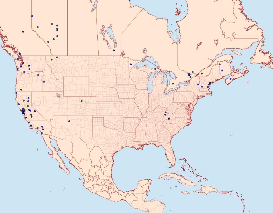 Distribution Data for Amblyptilia pica