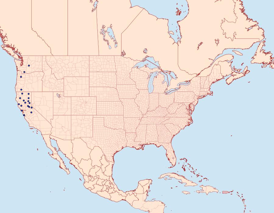 Distribution Data for Euthyatira lorata