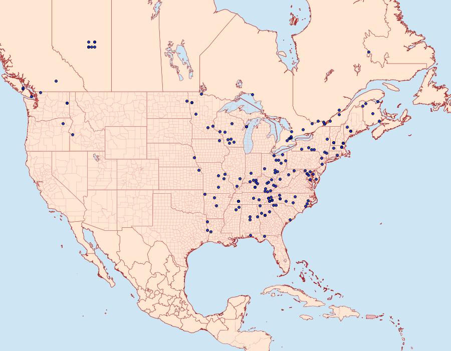 Distribution Data for Euthyatira pudens