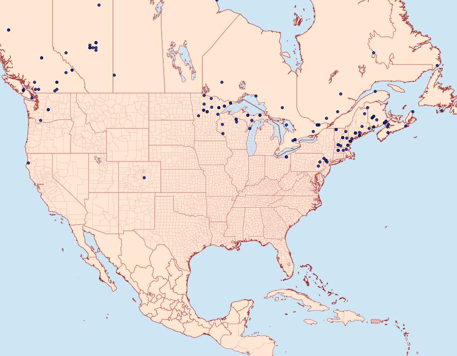 Distribution Data for Falcaria bilineata