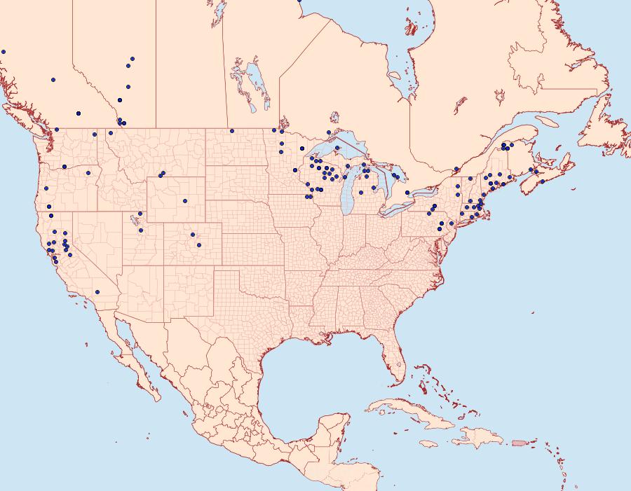 Distribution Data for Archiearis infans