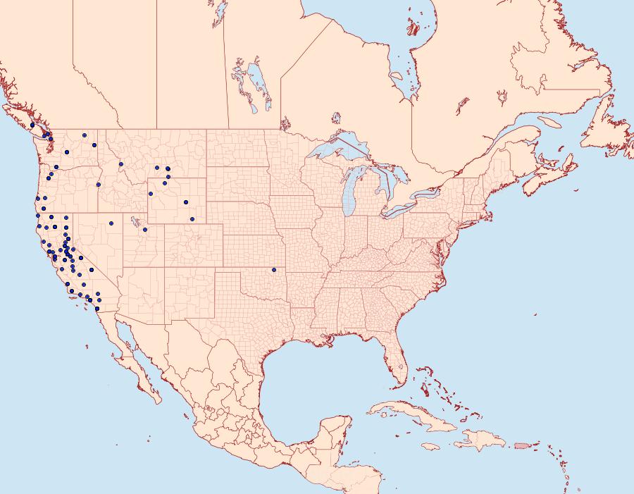 Distribution Data for Protitame subalbaria