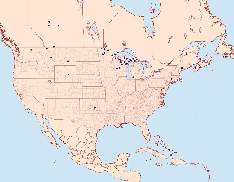 Distribution Data for Macaria sulphurea