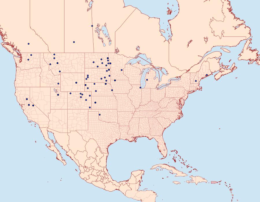 Distribution Data for Macaria amboflava