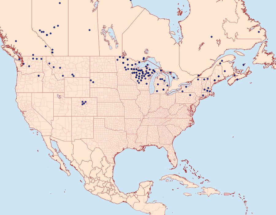 Distribution Data for Macaria truncataria