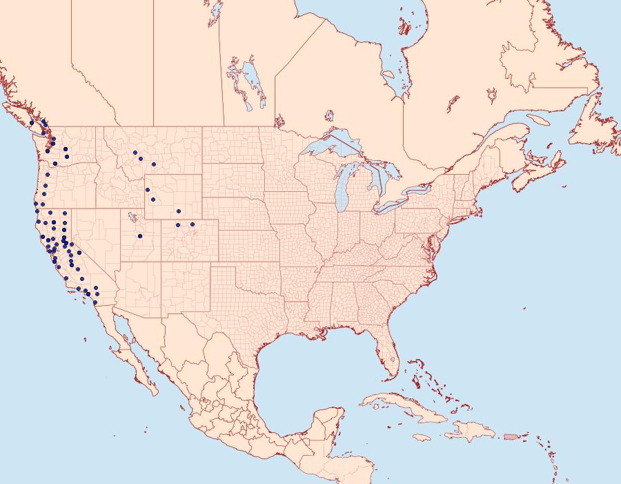 Distribution Data for Macaria lorquinaria