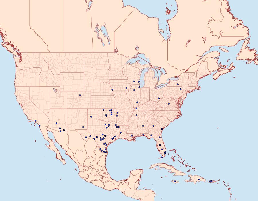 Distribution Data for Psamatodes abydata