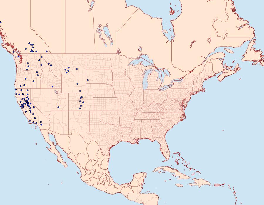 Distribution Data for Macaria adonis