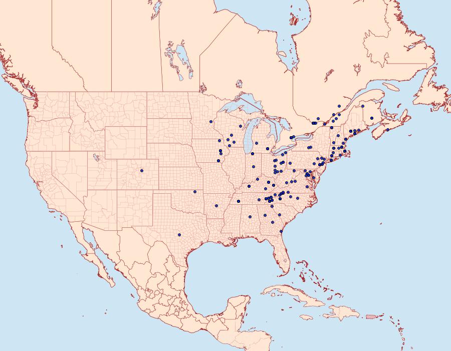 Distribution Data for Macaria minorata