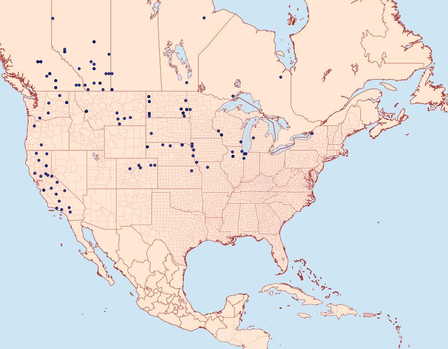 Distribution Data for Digrammia denticulata