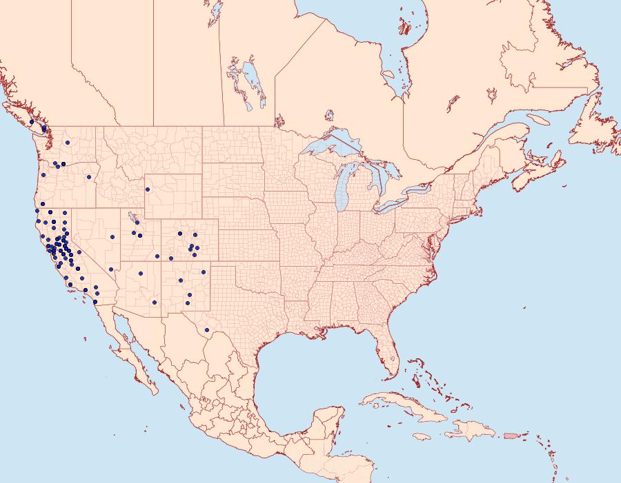 Distribution Data for Digrammia muscariata