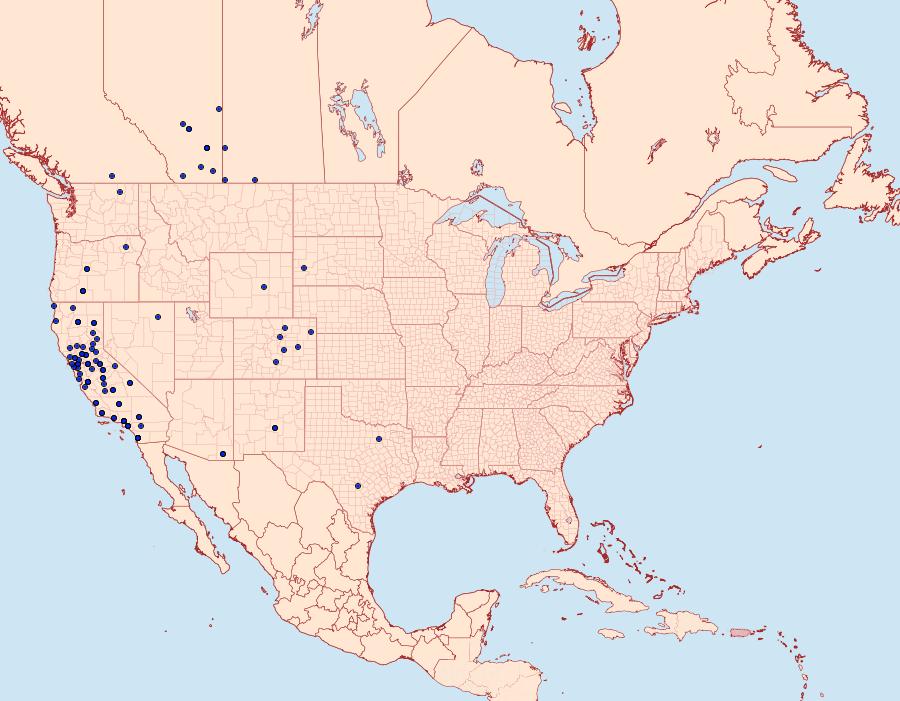 Distribution Data for Digrammia californiaria