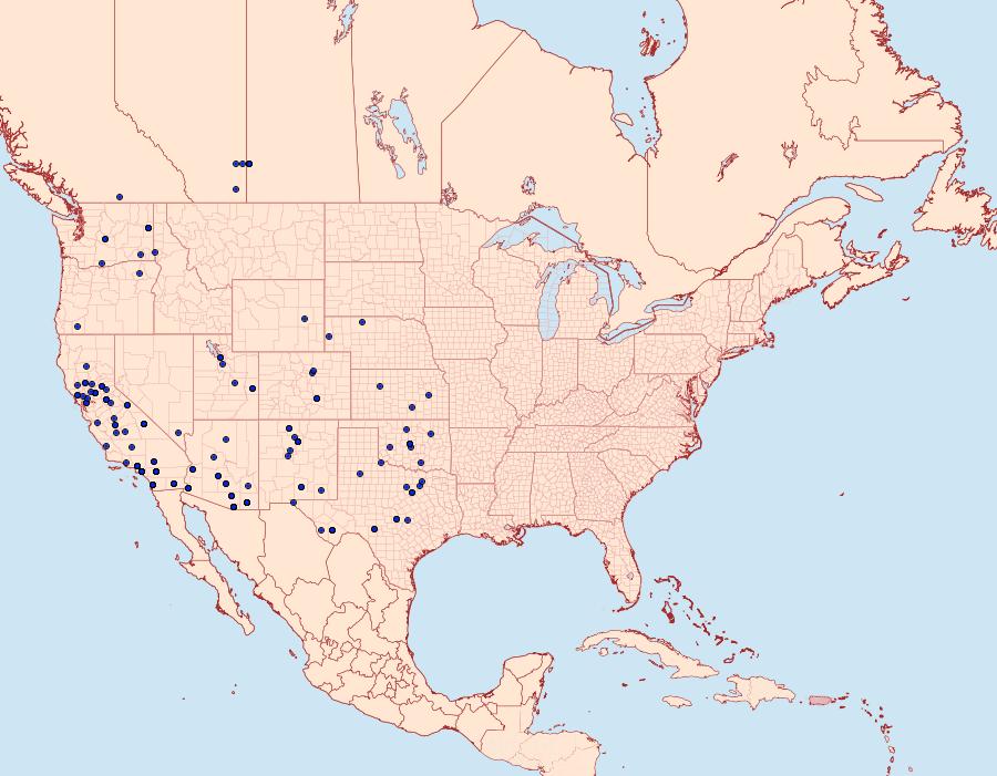 Distribution Data for Digrammia irrorata