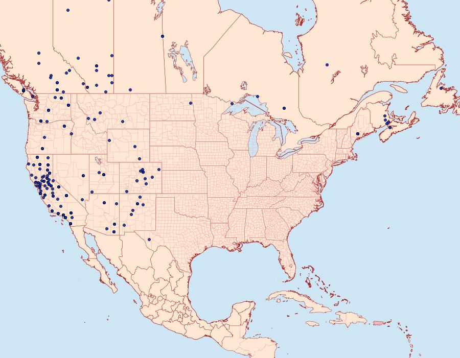 Distribution Data for Digrammia neptaria