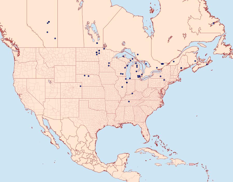 Distribution Data for Digrammia mellistrigata