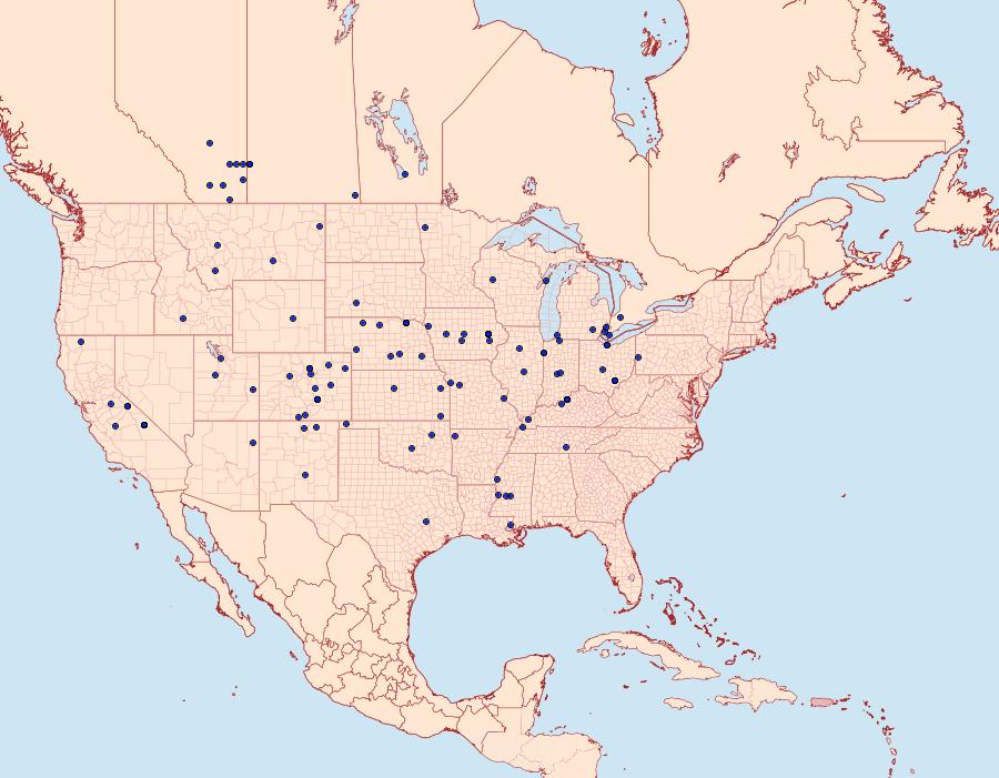 Distribution Data for Digrammia subminiata