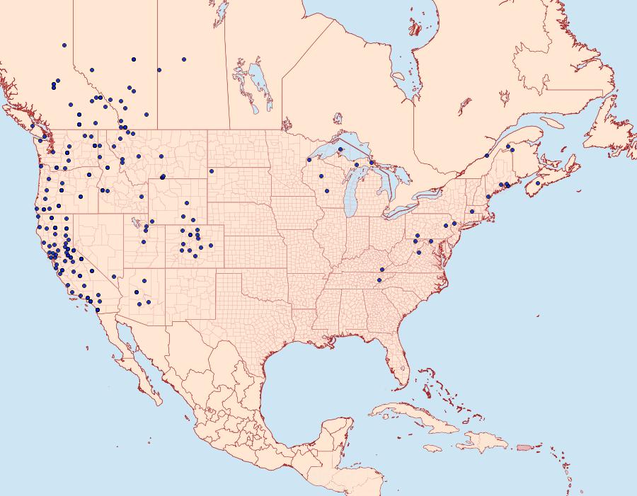 Distribution Data for Hesperumia sulphuraria