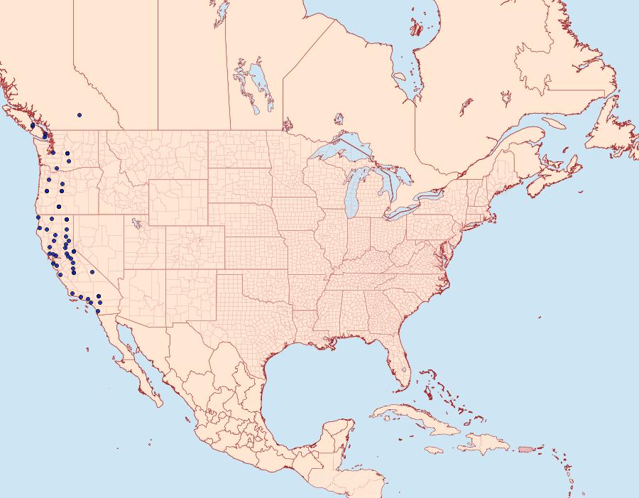 Distribution Data for Hesperumia latipennis