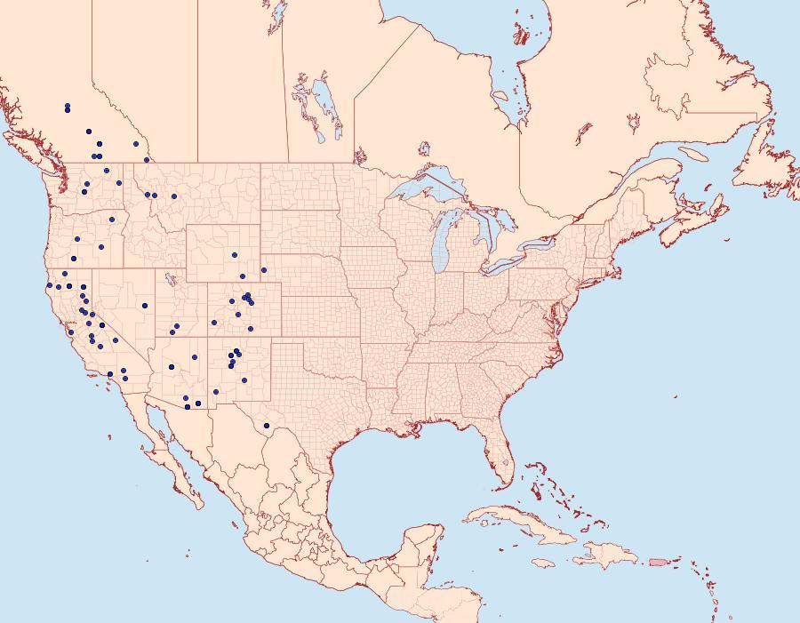 Distribution Data for Glena nigricaria