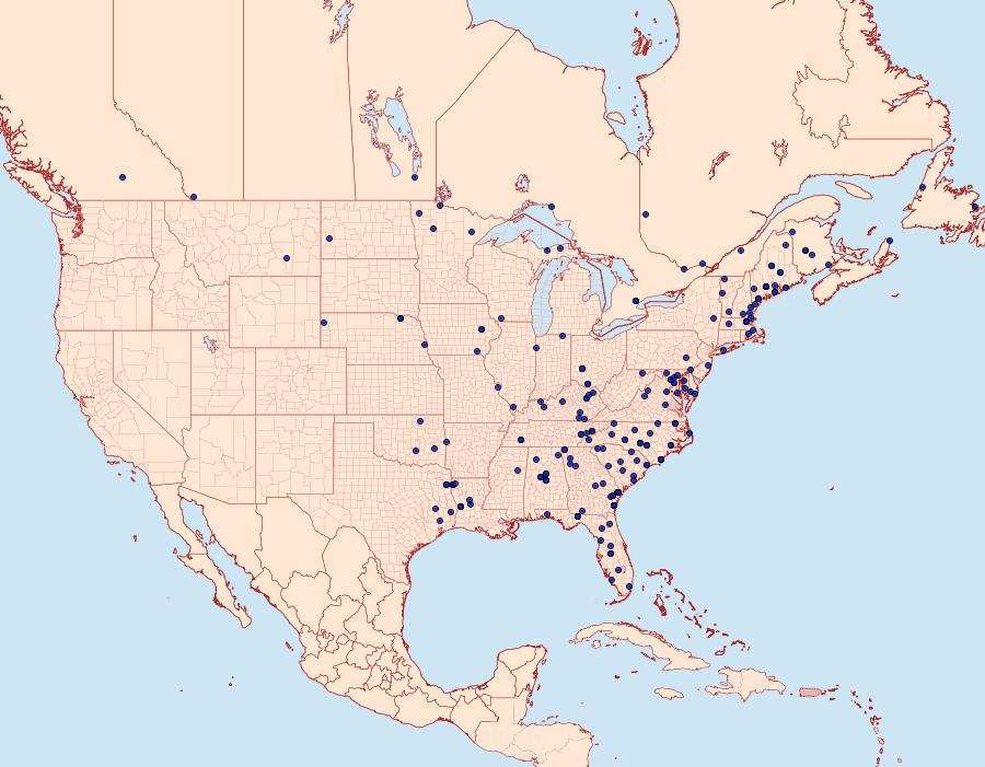 Distribution Data for Iridopsis vellivolata