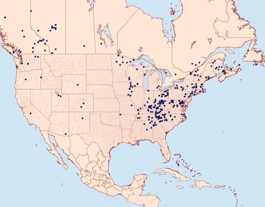 Distribution Data for Iridopsis larvaria