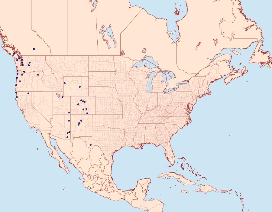 Distribution Data for Iridopsis emasculatum