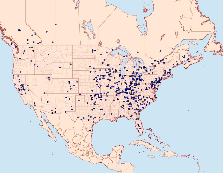 Distribution Data for Anavitrinella pampinaria