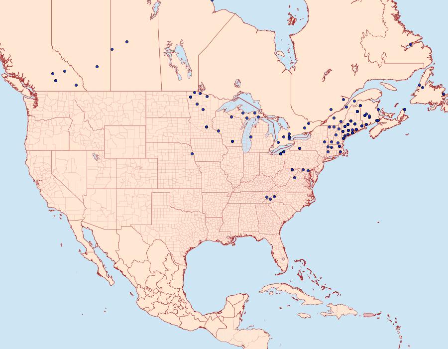 Distribution Data for Hypagyrtis piniata