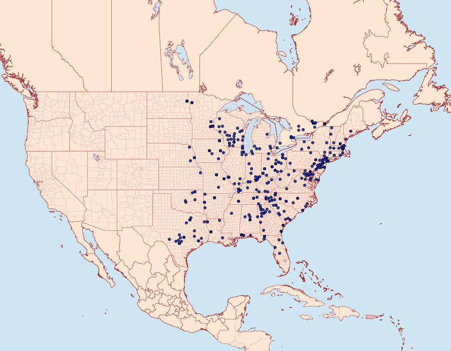 Distribution Data for Phigalia strigataria