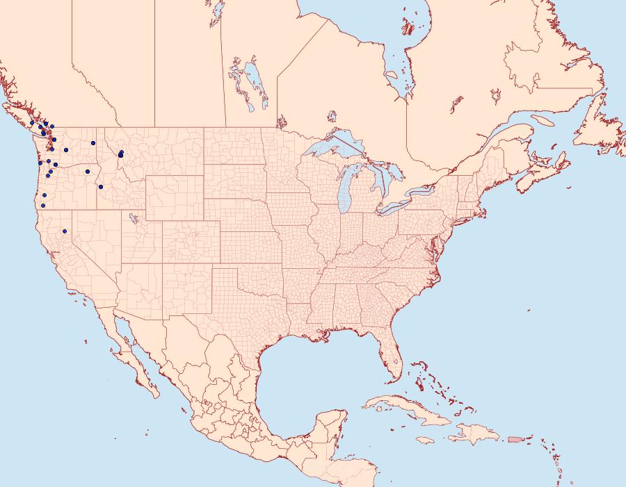 Distribution Data for Erannis vancouverensis