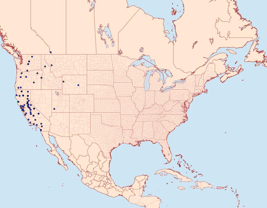 Distribution Data for Drepanulatrix carnearia